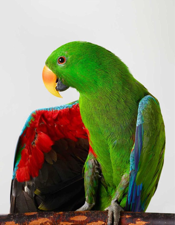 Eclectus Parrot